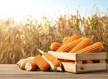 Corn Seeds