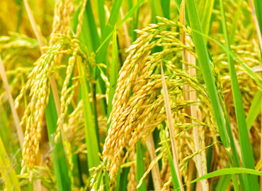 Paddy Seeds
