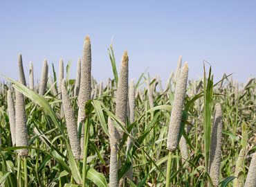 Bazra Seeds