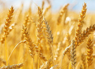 Wheat Seeds