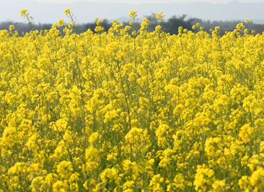 Mustard Seeds