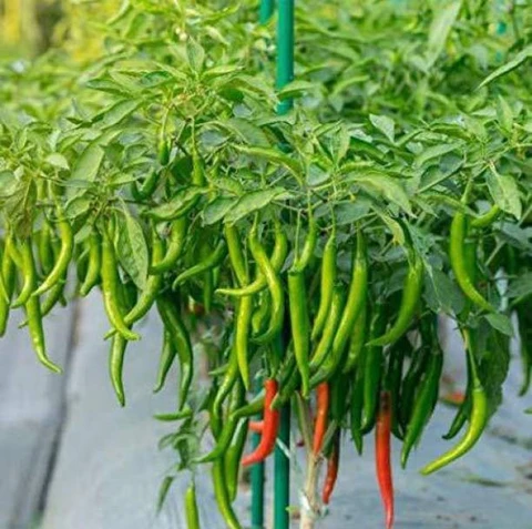 chilli Seeds