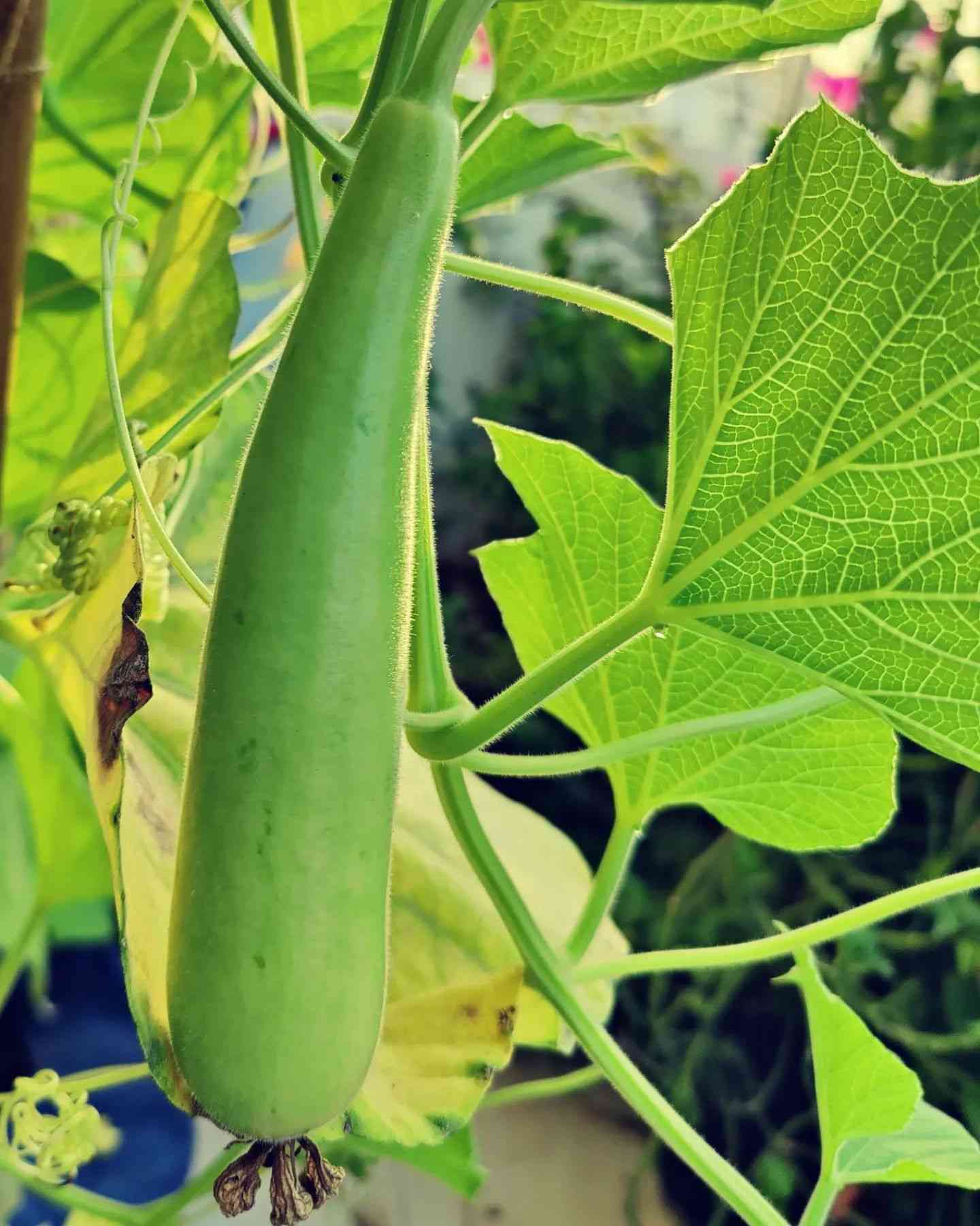 Bottle Gourd Seed