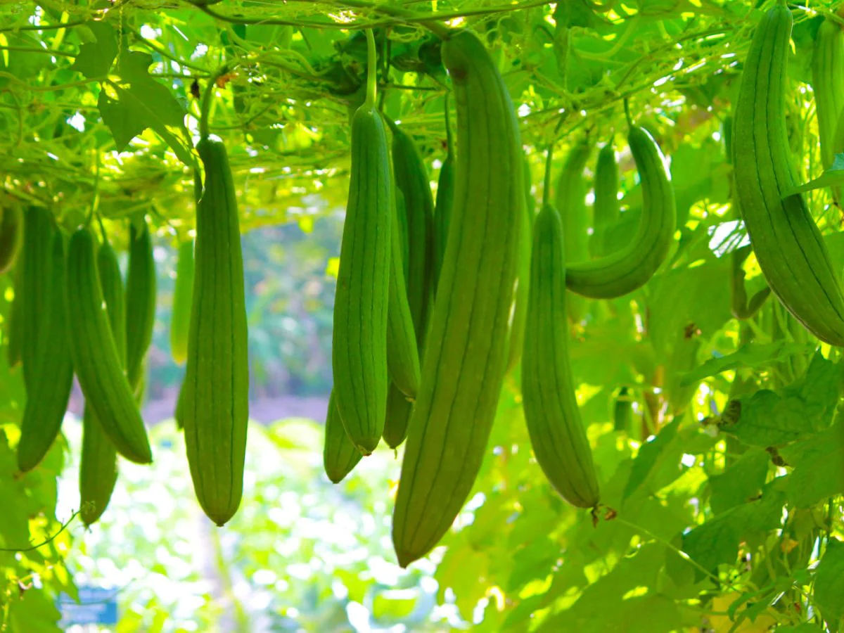 Sponch Gourd Seeds