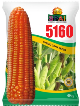 5160 Hybird Corn Seed