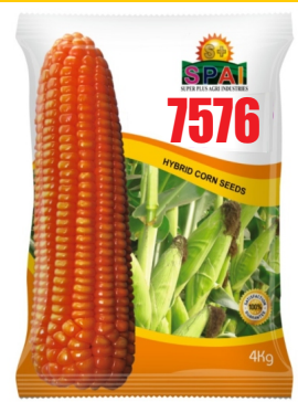 7576 Hybird Corn Seed
