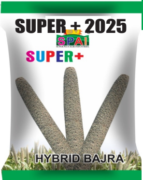 Super +2025 Hybird Bazra Seeds