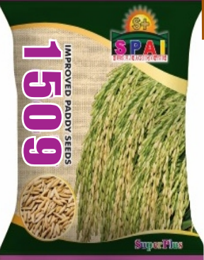 Improved Paddy Seeds 1509