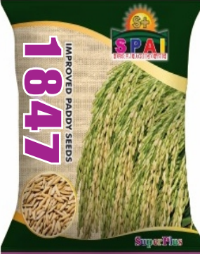 Improved Paddy Seeds 1847