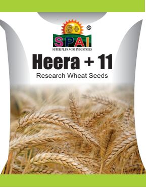 Heera +11 Wheat Seeds