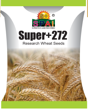 Super +272 Wheat Seeds
