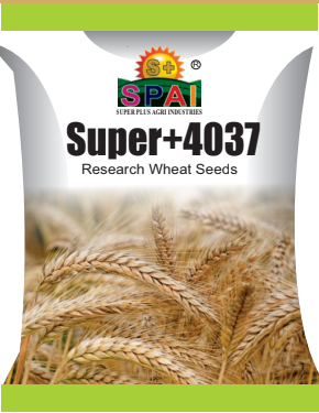 Super +4037 Wheat Seeds