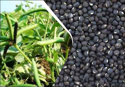 Urad Black Gram Seeds