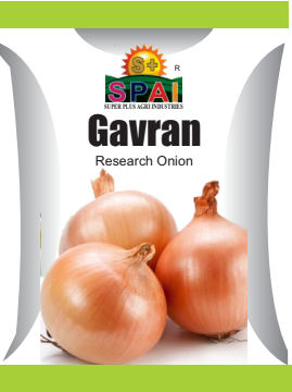 GAVRAN Onion Seeds