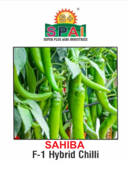 SAHIBA Chilli Seeds